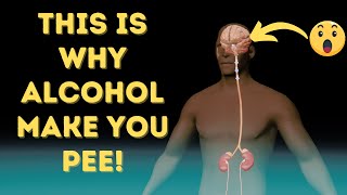 This Is WHY Alcohol Make You PEE!😳 (3D Animation) #Shorts