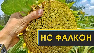 Подсолнечник НС Фалькон 🌻