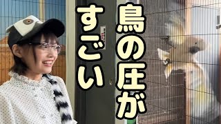 鳥のサービスが凄すぎた