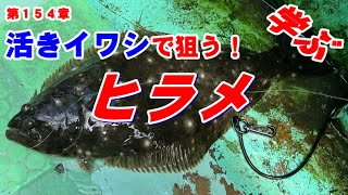 活きイワシで狙う！ヒラメの泳がせ釣りを学ぶ！