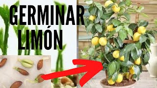 🍋🍋 COMO GERMINAR SEMILLAS DE LIMÓN - MÉTODO INFALIBLE