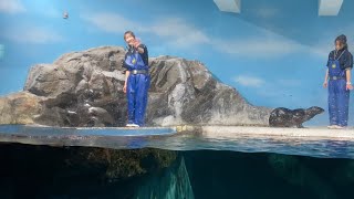 手を振るキタオットセイ　浅虫水族館　Northern fur seal waving