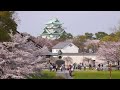 桜 「名古屋城」