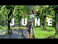 cozy summer days: june vlog (dragonfruit farming, monsoon, cats, cozy, lots of cooking)