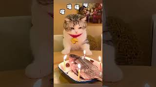 Happy birthday kitty!🎂 猫ちゃんお誕生日おめでとう！喵咪生日快乐！