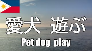 【フィリピン2021＃7】海と子供たちと愛犬