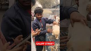 Galiff Street Pet Market। Dog Market #shorts #Dog #petmarket #galiffstreet