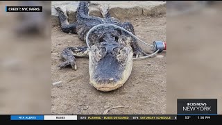 4-foot alligator found in Prospect Park lake