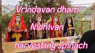 harvesting Spinach||vegetables ||Nidhivan ||vrindavan dham ||