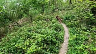 Session Dog Trail Canicross