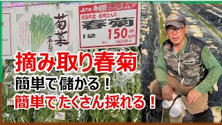 【横着栽培】冬野菜おすすめNo.１　摘み取り春菊