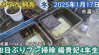 メダカ 冬 屋外 1月17日 楊貴妃4年生 8日ぶりフン掃除 1/4 水換え めだか 飼育 餌やり越冬