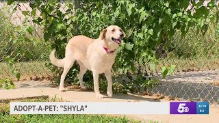 Adopt a Pet: Shyla at Washington County Animal Shelter