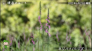 【福岡市植物園】2022.6.25 現在のみごろ