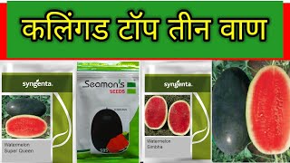 कलिंगड/टरबूज टॉप तीन बियाणे l रेकॉर्ड ब्रेक उत्पन्न देणारे वाण l 60 दिवसात तयार l kalingad variety