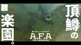 完全予約制の大物管理釣り場は頂鱒の楽園でした 【Trout Area Jerking method】#エリアトラウト #エリアミノーイング #あいづフィッシングエリア