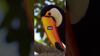 crazy toucan mysteries #facts