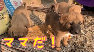 「ママが来た～♡」クッキーを頬張る子犬たちの所にお母さん犬登場！どっちを選ぶ？