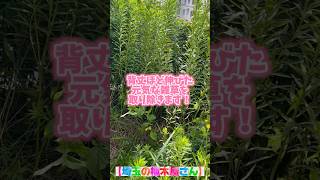 【埼玉の植木屋さん】背丈ほど伸びた元気な雑草を取り除きます！#富士見グリーンガーデン #ガーデン #植木屋 #造園#ガーデニング #ショート #雑草 #除草 #草取り #埼玉県 #富士見市