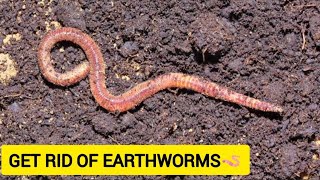 How to Get Rid of EARTHWORMS 🪱 | Easy remedy to get rid of earthworms / WORKS 💯