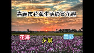 嘉義市花海生活節賞花趣