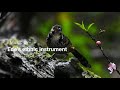 chestnut eared laughingthrush