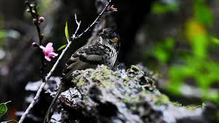 Chestnut eared laughingthrush