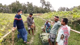 বেশির ভাগ স্থানেই গ্রীষ্মকালীন সবজির বাম্পার ফলন  হয়েছে । ফলন ভাল হওয়ার পরেও কৃষকরা খুশি না কেন?