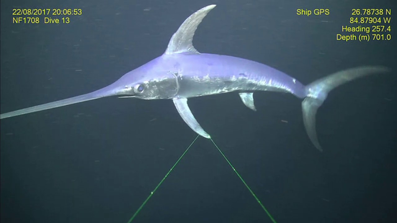 Facts The Swordfish Youtube