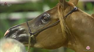 N257 SARAB AL RAHBA - Al Shiraa Int. Arabian Horse Show 2020 - Colts 2 Years Old (Class 8A)