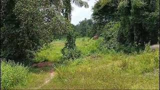 Hebri 4.40 acres main city  4 km  mudradi  Contact bhoomi builders brahmavar pH : 9845143539