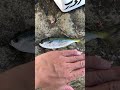 この魚の名前分かる方いらっしゃいますか 磯釣り カゴ釣り 串本