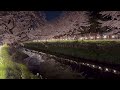 川越🌸新河岸川の夜桜【cherry blossoms at night along the kawagoe shingashi river in 2024】