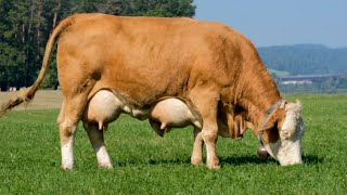 AMAZING 85 KG MILK RECORD HOLDER CHAMPION Hf COW |  HIGHEST MILKING COW BREED |Holstein Friesian gay