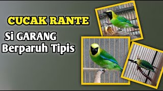 Mengenal Lebih Dekat Burung Cucak Ranting