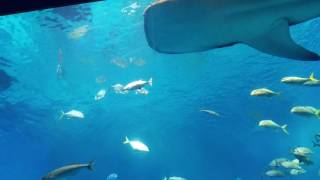 20170224 沖縄美ら海水族館　ジンベエザメ　大水槽　黒潮の海