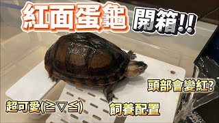 開箱!!紅面蛋龜🐢~小小隻超可愛😍😍{Chenge成哥}