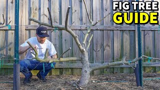 4 Reasons Your Fig Trees WON'T FRUIT [And How To FIX It!]