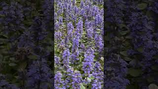 Amazing Iowa Neighborhood Walk (May): Blue Bugle herb