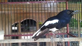 JAMIN JITU, KACER GACOR LANGSUNG BONGKAR FULL ISIAN DENGAR PANCINGAN BURUNG KACER GACOR INI