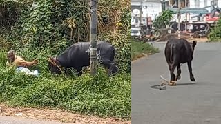 ജെല്ലിക്കെട്ട് സിനിമയെ വെല്ലും വിധം പോത്തിന് പിറകേയോടി നാട്ടുകാരും പോലീസും.