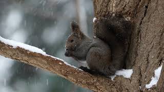 【4K】squirrel　雪の中でお食事中のエゾリス