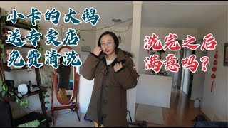 大鹅送专卖店免费清洗，23天后洗完邮寄回来，真的让人满意吗？