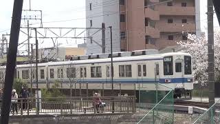 【東武野田線】東武8000系8159F(中期修繕車,幕車)通過＠梅郷～運河 桜もあり