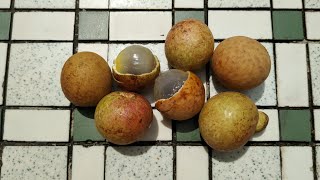 Ping Pong Longan (Dimocarpus longan)