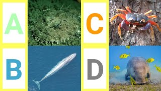 A to Z Aquatic Animals | A to Z Sea Animals with pictures| Aquatic Animals with pronunciation |