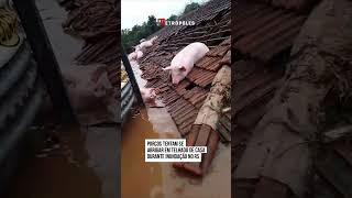 Ciclone: porcos tentam se abrigar em telhado de casa durante inundação no RS