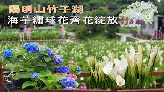 芋見你真好｜陽明山竹子湖｜海芋田裡滿滿的海芋｜Full of  Alocasias bloom in Yangmingshan