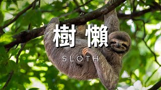 AI百科全書｜動物｜樹懶