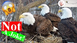 Rare Polyamorous Bald Eagles - 2 Males and a Female - Had 3 Babies Together! 3️⃣x❤